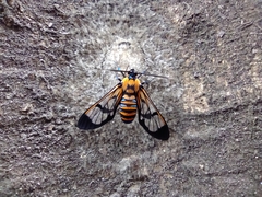 Gymnelia ethodaea