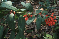 Psammisia graebneriana