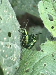 Metopoceris alternans