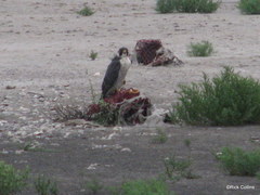 Falco peregrinus anatum