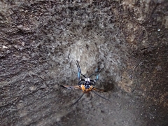Gymnelia ethodaea