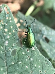 Metopoceris alternans