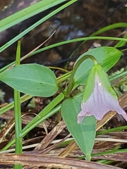 Pseudotrillium rivale