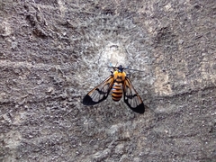 Gymnelia ethodaea