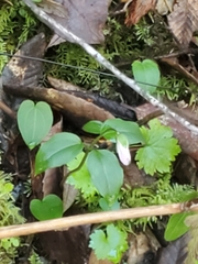 Pseudotrillium rivale