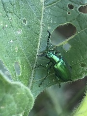 Metopoceris alternans