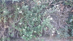 Austroeupatorium inulifolium