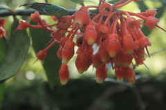 Psammisia graebneriana