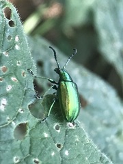 Metopoceris alternans