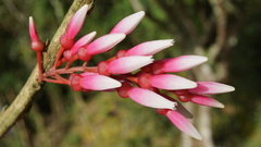 Thibaudia floribunda