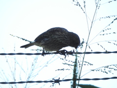 Sicalis flaveola
