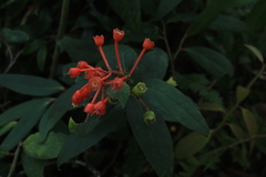 Psammisia graebneriana