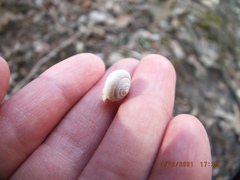 Euchemotrema