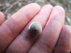 Euchemotrema