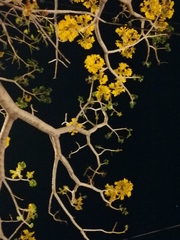 Roseodendron donnell-smithii