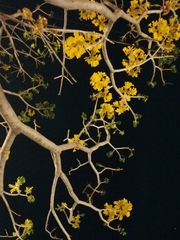 Roseodendron donnell-smithii