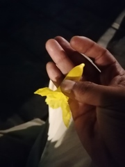 Roseodendron donnell-smithii