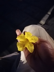 Roseodendron donnell-smithii