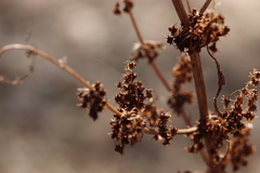 Rumex obtusifolius obtusifolius