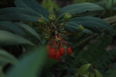 Psammisia graebneriana