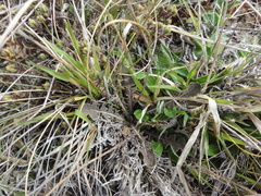 Sonchus novae-zelandiae