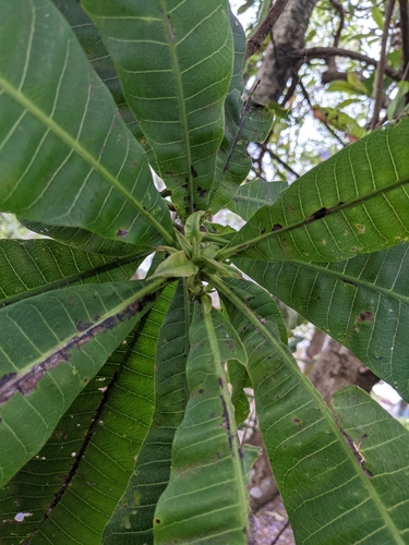 Anacardium excelsum - Whole tree