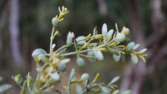 Dendrophthora clavata