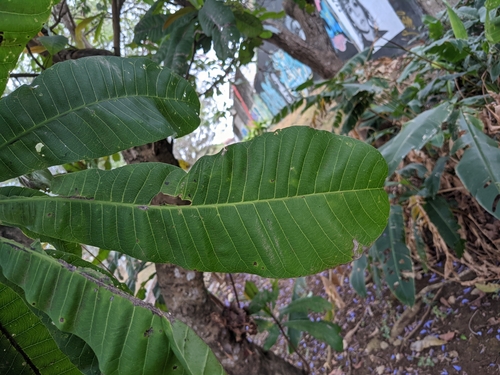 Anacardium excelsum - Leaves