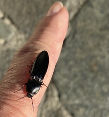 Melanactes densus