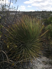 Agave stricta