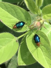 Syphrea flavicollis
