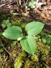Pseudotrillium rivale