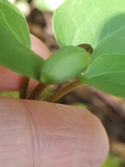 Pseudotrillium rivale