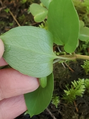 Pseudotrillium rivale