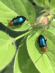 Syphrea flavicollis