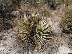 Hechtia podantha