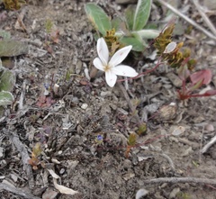 Montia sessiliflora