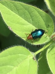 Syphrea flavicollis