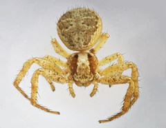 Xysticus lanio