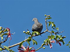Patagioenas maculosa