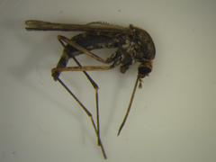 Aedes subalbirostris