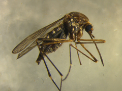 Aedes subalbirostris