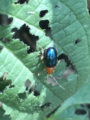 Syphrea flavicollis