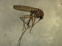 Aedes subalbirostris