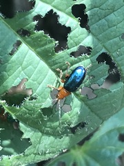 Syphrea flavicollis