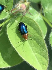 Syphrea flavicollis