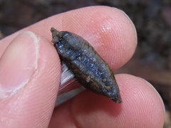 Tandonia budapestensis