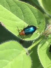 Syphrea flavicollis