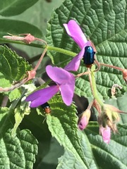 Syphrea flavicollis