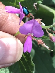 Syphrea flavicollis